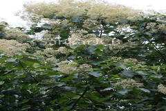 Tectona grandis